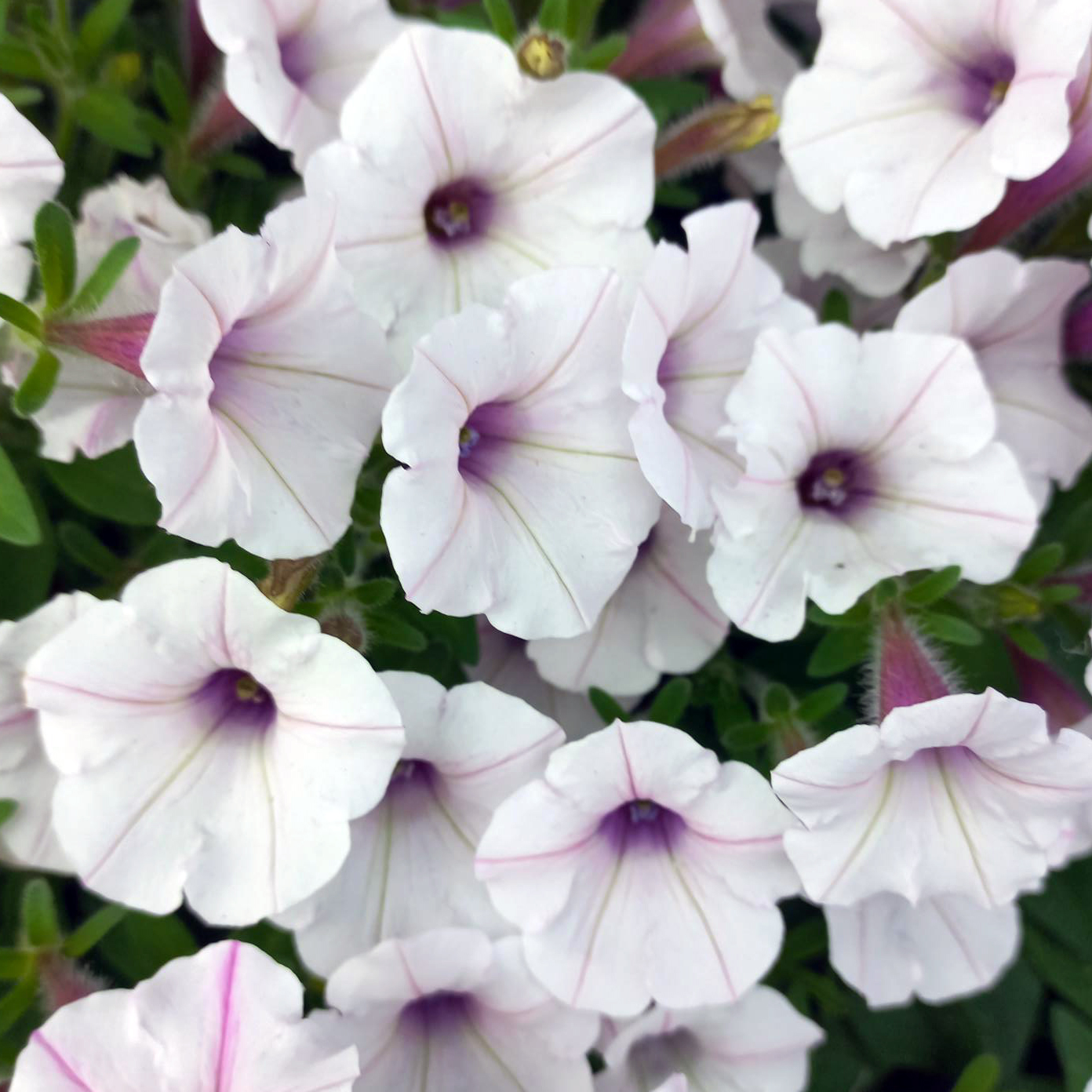 Petunia Bubbles White